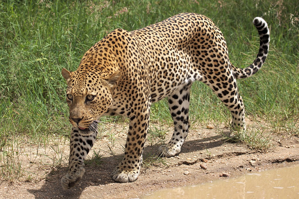 [Image: 1200px-African_leopard_Panthera_pardus_p...654130.jpg]