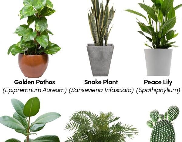 10 Types Of Indoor Plants That Are Useful - Youth Village Kenya