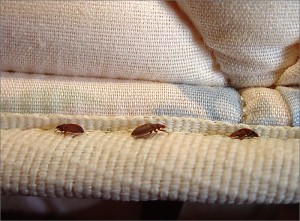 Bed-Bugs-