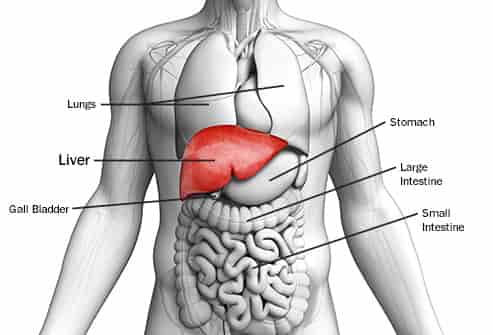 Image result for Liver